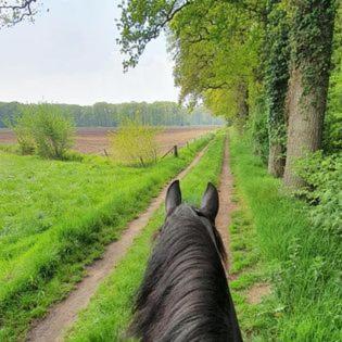 Luxe Gastenkamer Met Living En Keuken Bij Friezen Paarden Stal Pellendijk Westendorp Екстер'єр фото